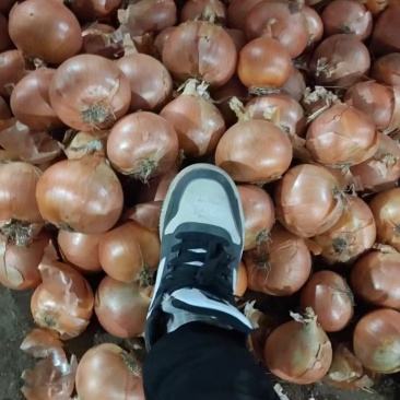 8公分往上,黄洋葱