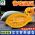 贵族南瓜种子-果肉厚营养粗粮贵族型南瓜长势强抗性强