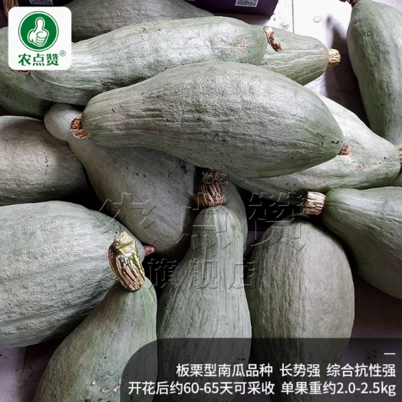 贵族南瓜种子-果肉厚营养粗粮贵族型南瓜长势强抗性强