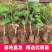 【热卖中】蓝宝石葡萄苗一手货源产地直发价格优惠