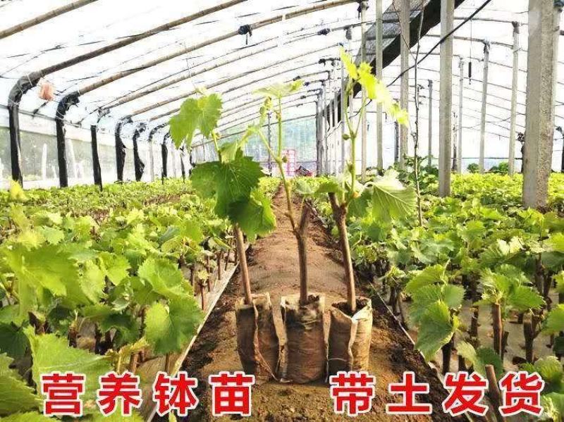 【热卖中】蓝宝石葡萄苗一手货源产地直发价格优惠