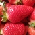 精品脱毒草莓苗红颜甜查理天仙醉死苗包赔价格优惠