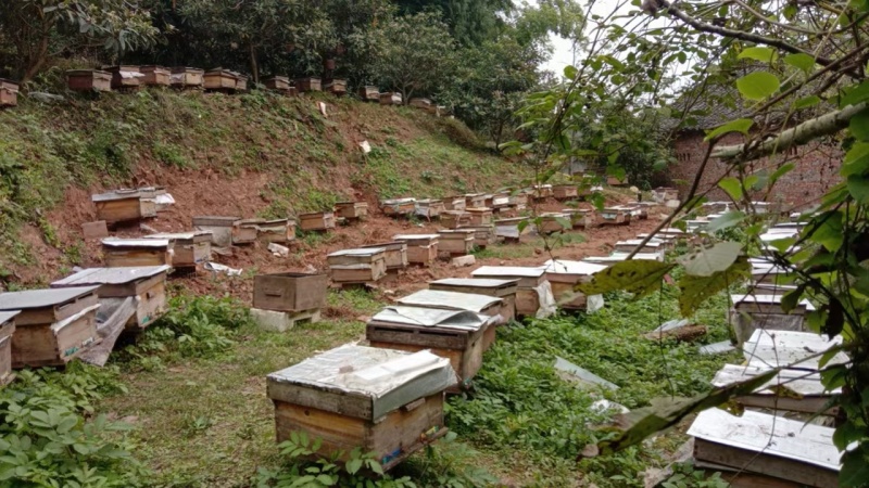 蜂蜜产地直发品质保证自家蜂场欢迎联系