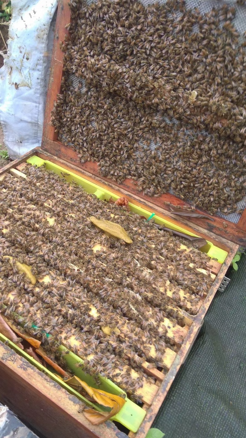 蜂蜜产地直发品质保证自家蜂场欢迎联系