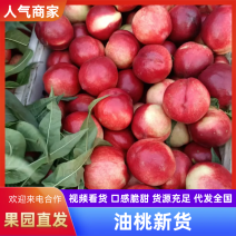 陆地油桃品质保证服务周到产地直发