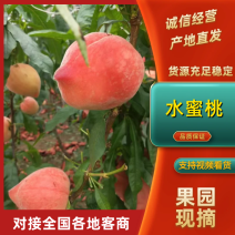 突围，产地直发，一手水蜜桃品质保证服务周到产地直供