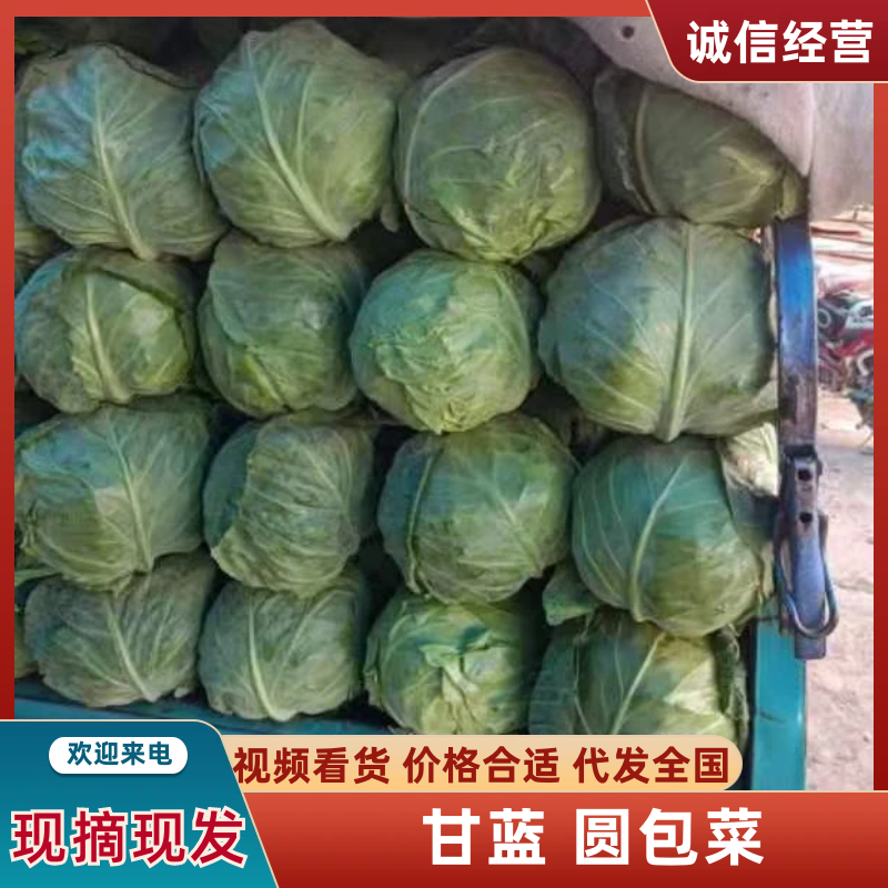 河南精品圆包菜大量上市中产地直供品质优良一手货源