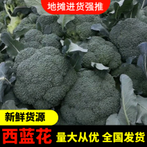 西兰花精品基地直发量大电商市场欢迎新老顾客订购