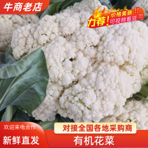 精品松花有机花菜产地代办欢迎选购。量大欢迎新老顾客选