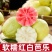 广西番石榴红心白心软芭乐承接市场礼盒定制电商等