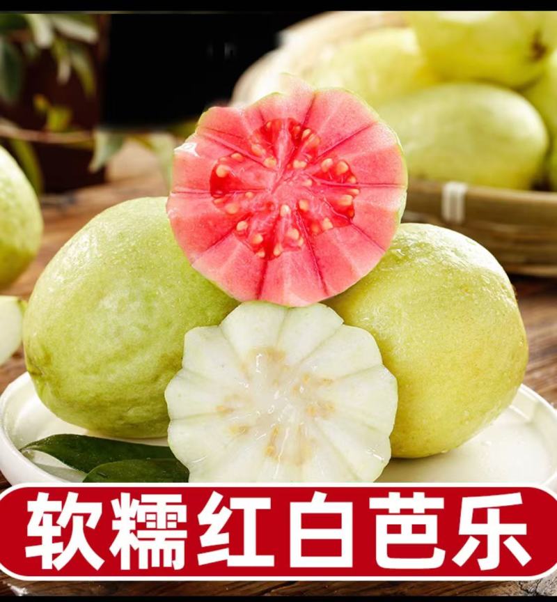 广西番石榴红心白心软芭乐承接市场礼盒定制电商等