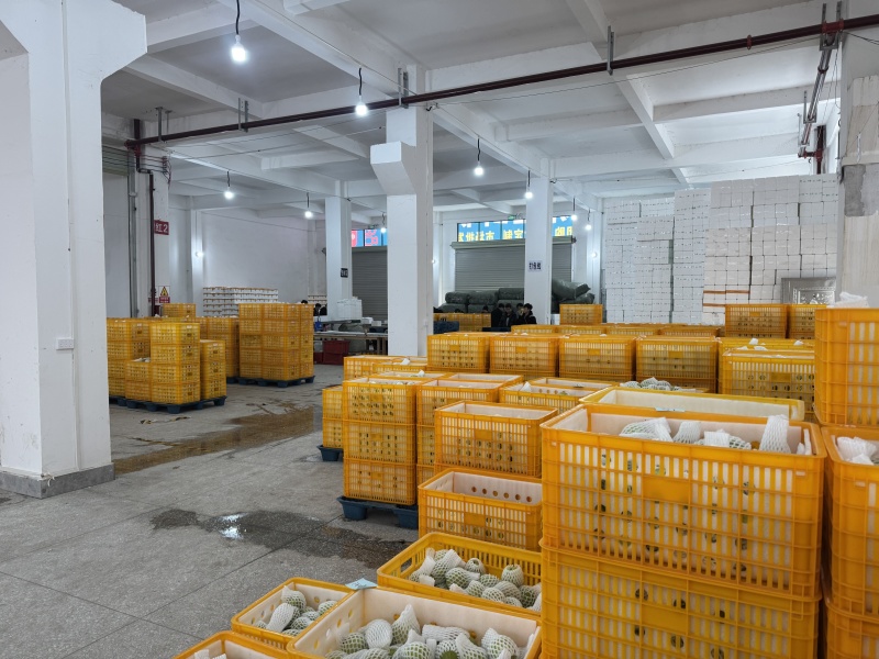 广西番石榴红心白心软芭乐承接市场礼盒定制电商等