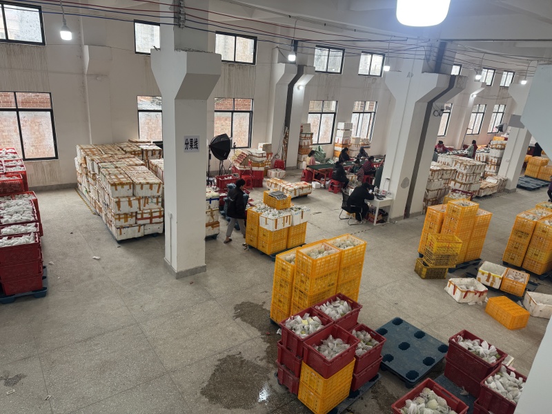 广西番石榴红心白心软芭乐承接市场礼盒定制电商等