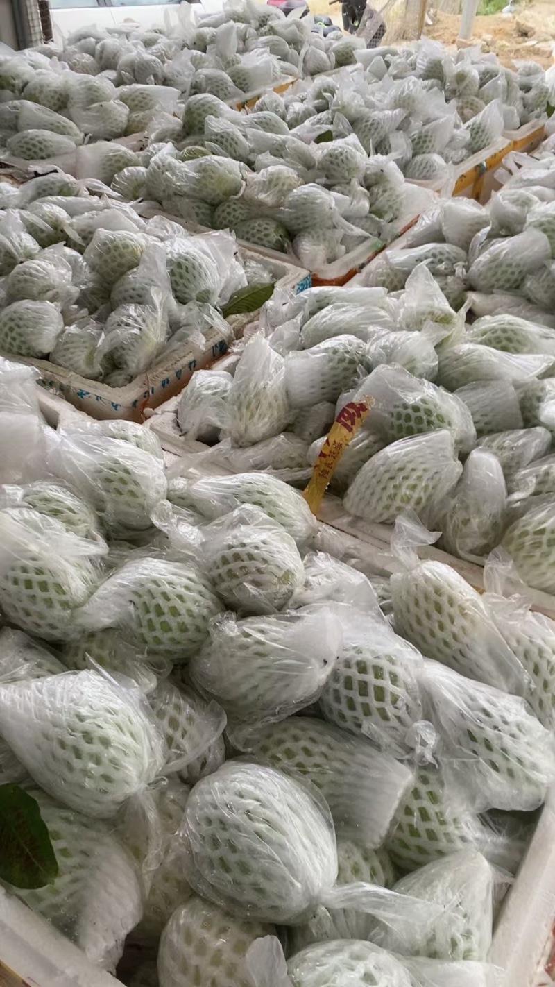 广西番石榴红心白心软芭乐承接市场礼盒定制电商等