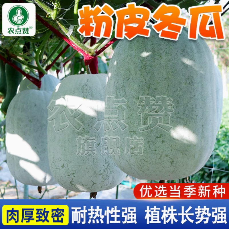 粉皮冬瓜-冬瓜种子耐热性强植株长势强肉厚致密