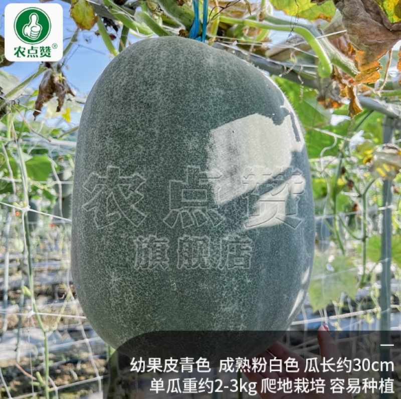 粉皮冬瓜-冬瓜种子耐热性强植株长势强肉厚致密