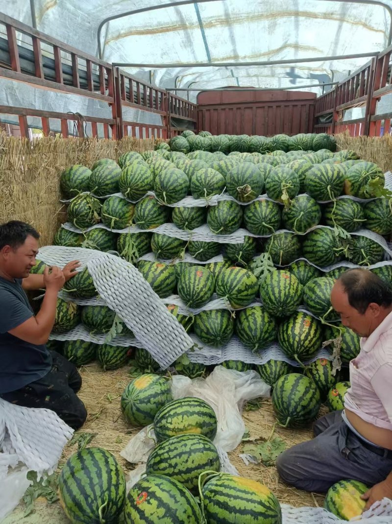 【甜王西瓜】陕西蒲城产地直供质量保证一手货源全国发