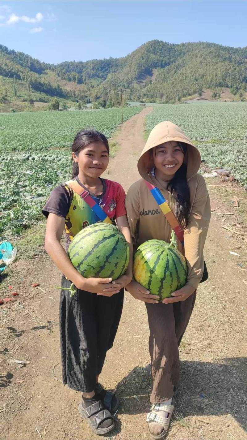 【甜王西瓜】陕西蒲城产地直供质量保证一手货源全国发
