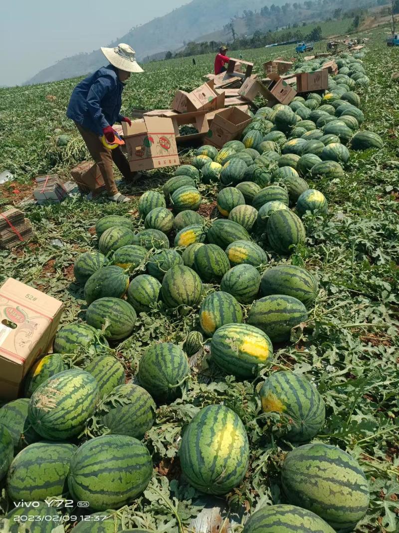 【甜王西瓜】陕西蒲城产地直供质量保证一手货源全国发