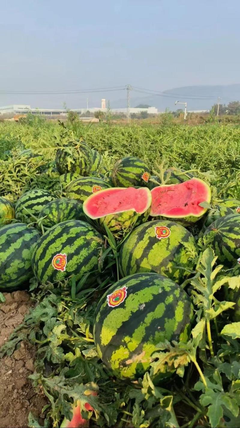 【甜王西瓜】陕西蒲城产地直供质量保证一手货源全国发