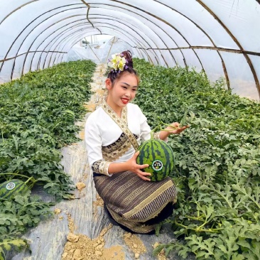 【麒麟西瓜】陕西蒲城产地直发质量上乘货源充足对接商超