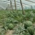 {牛商}美都西瓜大量上市，价格美丽，产地直发，欢迎来电