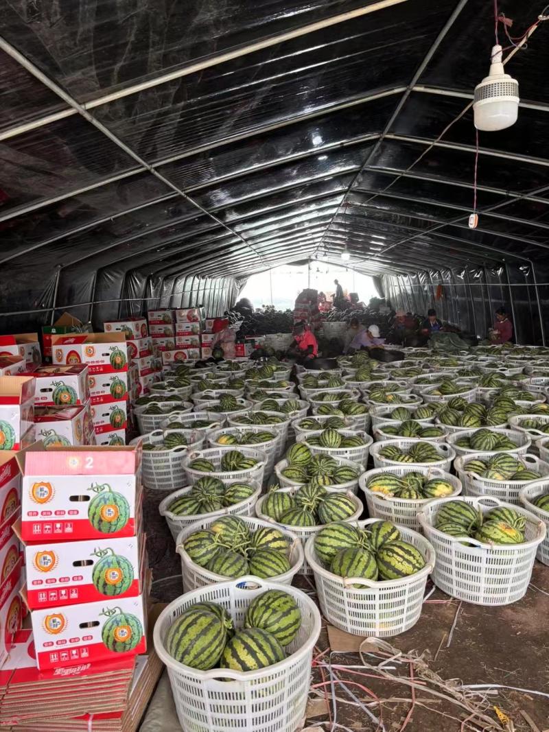 【麒麟西瓜】陕西蒲城产地直发质量上乘货源充足对接商超