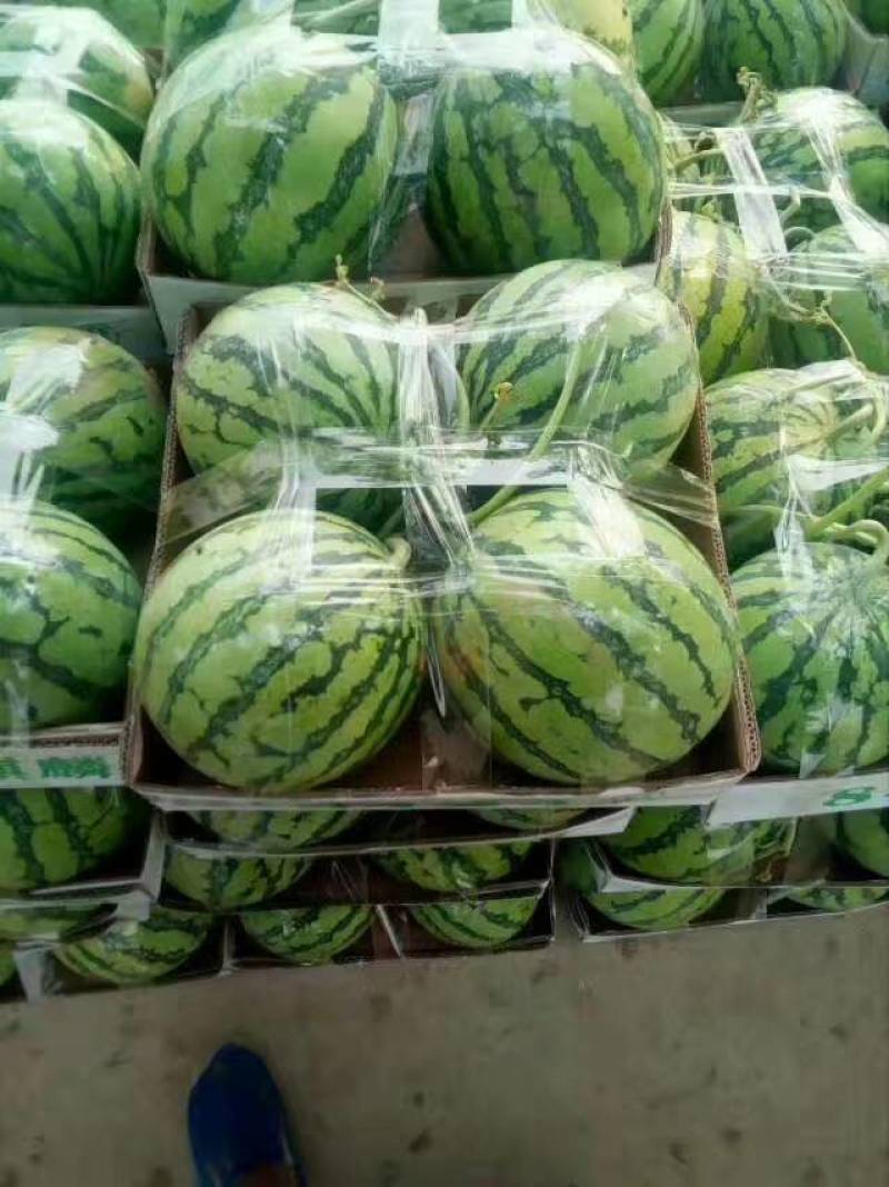 【优选】无籽美都西瓜夏邑产地直发对接全国量大价优