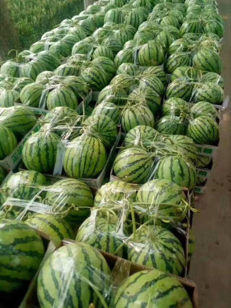 【优选】无籽美都西瓜夏邑产地直发对接全国量大价优