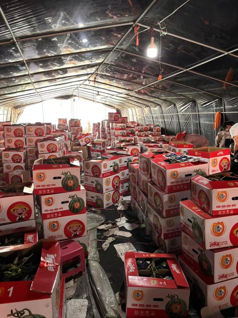 【精品无籽美都西瓜】陕西大棚基地直供一手货源保质保量欢迎