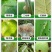山东邦赛克5%阿维菌素农用梨树快速除梨木虱螨虫杀虫杀螨剂