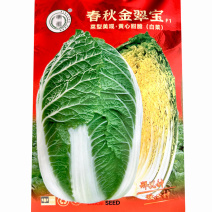 春黄大白菜种子黄秋金翠宝结球紧实口感脆嫩蔬菜基地种植