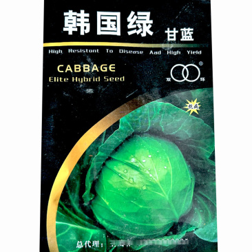 韩国绿甘蓝种子杂交圆球形叶色深绿紧实度好不易开裂