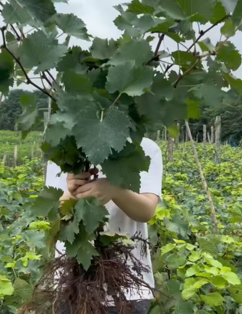 【热卖中】葡萄苗甜蜜蓝宝石营养杯带土一手货源