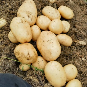 云南丽薯六号白皮土豆大量供应市场批发团购欢迎实地考察