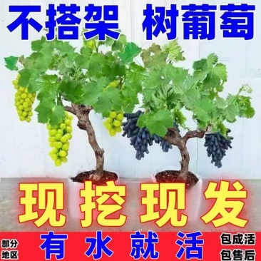 【热卖中】蓝宝石葡萄苗一手货源产地直发价格优惠