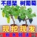 【热卖中】蓝宝石葡萄苗一手货源产地直发价格优惠