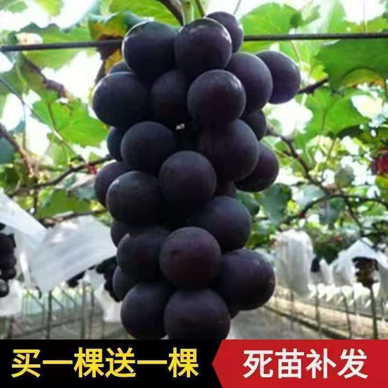 【热卖中】蓝宝石葡萄苗一手货源产地直发价格优惠