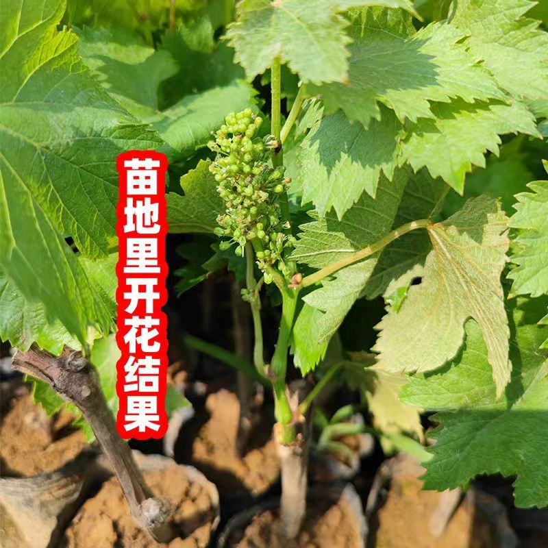 【热卖中】蓝宝石葡萄苗一手货源产地直发价格优惠