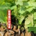 【热卖中】葡萄苗甜蜜蓝宝石营养杯带土一手货源