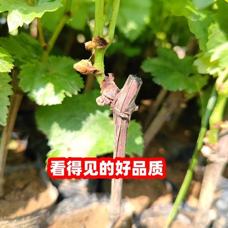 【热卖中】葡萄苗甜蜜蓝宝石营养杯带土一手货源