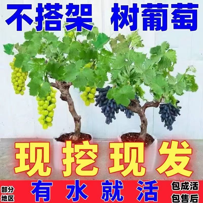 【热卖中】葡萄苗甜蜜蓝宝石营养杯带土一手货源