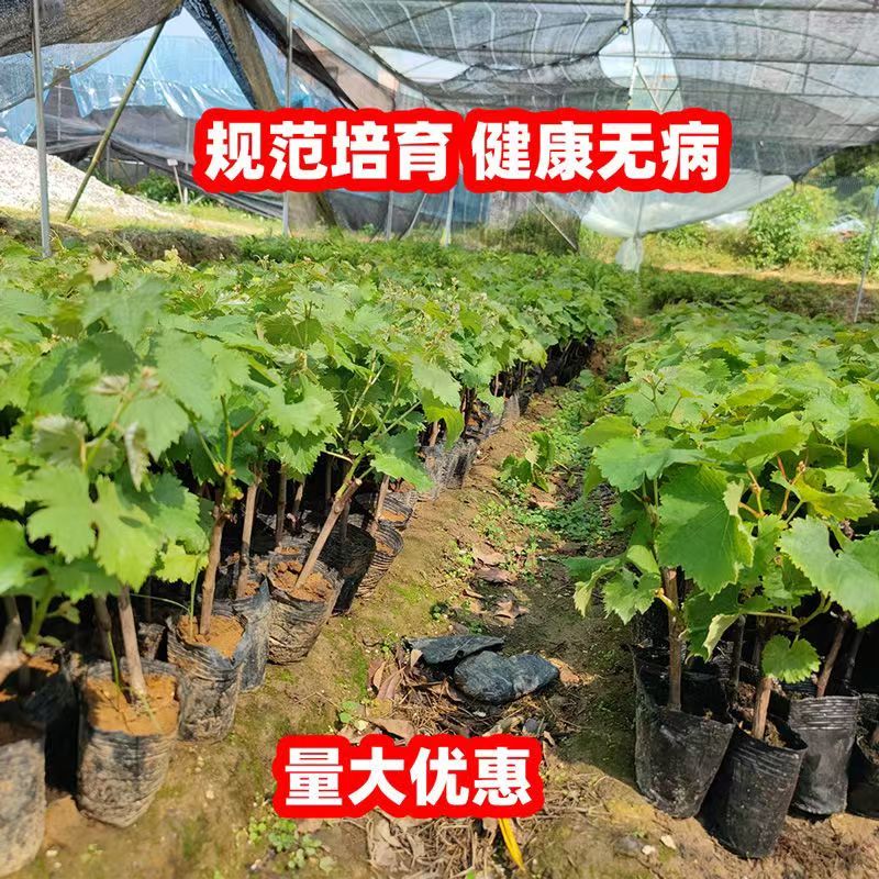 【热卖中】葡萄苗甜蜜蓝宝石营养杯带土一手货源