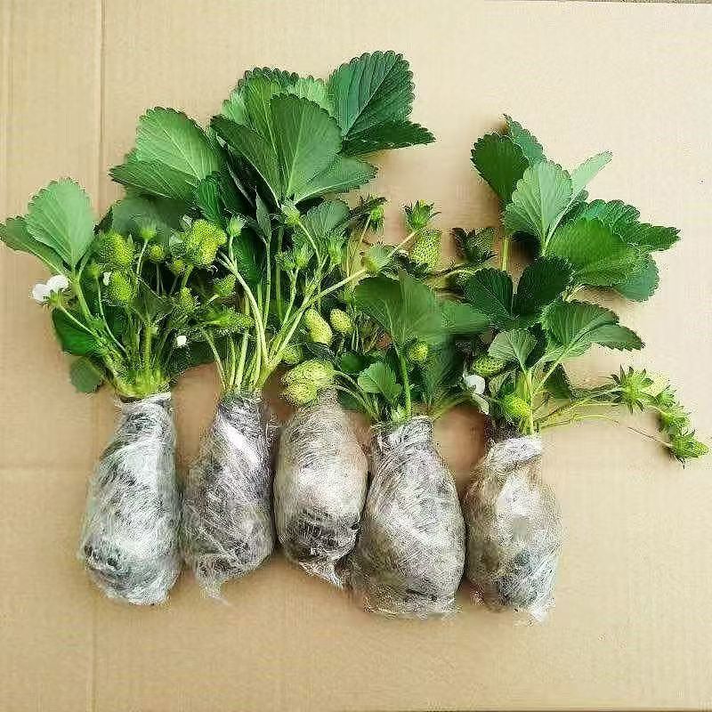 精品脱毒草莓苗红颜甜查理天仙醉死苗包赔价格优惠
