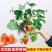 精品脱毒草莓苗红颜甜查理天仙醉死苗包赔价格优惠