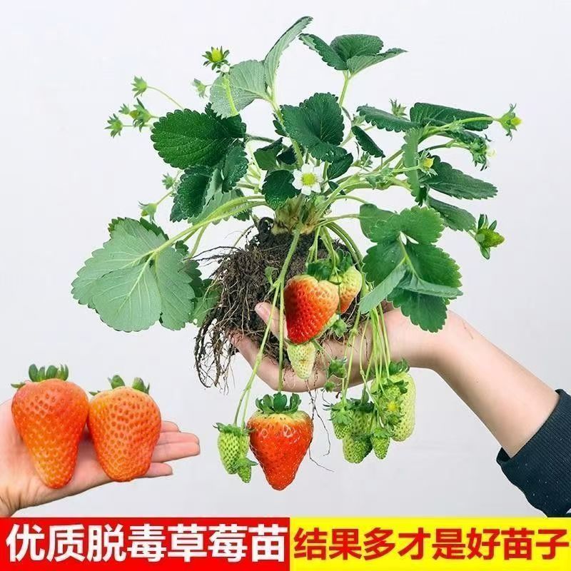 精品脱毒草莓苗红颜甜查理天仙醉死苗包赔价格优惠