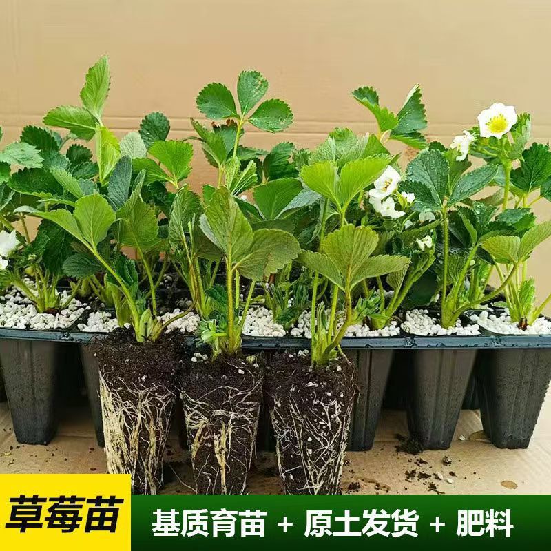 精品脱毒草莓苗红颜甜查理天仙醉死苗包赔价格优惠