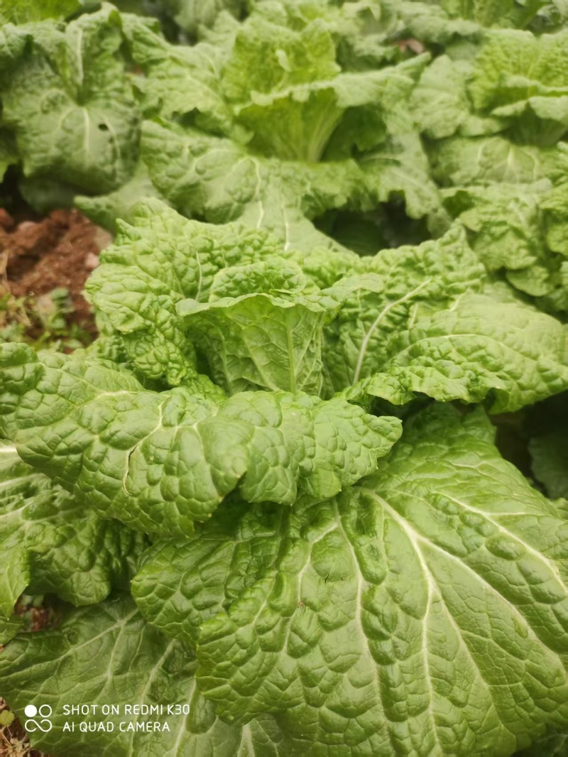 白菜贵州黄心白菜产地直发品质保障对接全国商超市场等