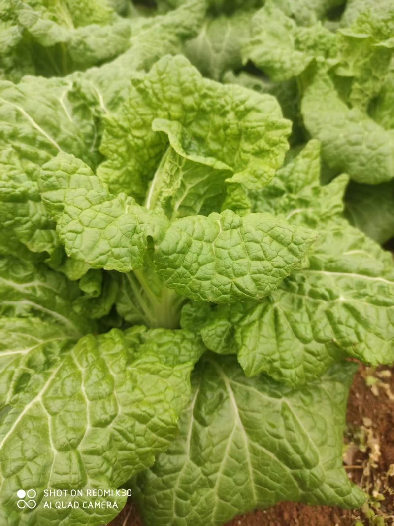 白菜贵州黄心白菜产地直发品质保障对接全国商超市场等