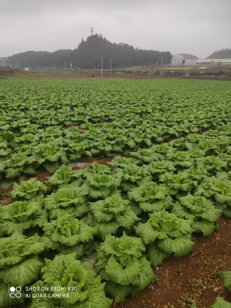 白菜贵州黄心白菜产地直发品质保障对接全国商超市场等
